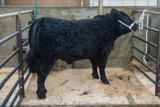 Champion Galloway at Dumfries Christmas Show from Messrs Paterson Low Three Mark weighing 670kg and sold for 230p-kg-2